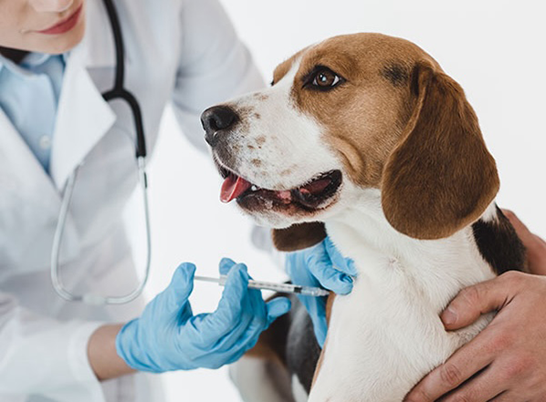 Greenline Pet case study image